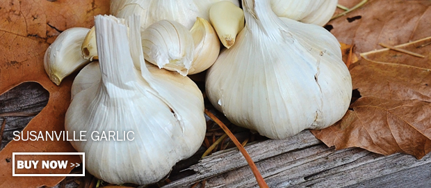 Click here to buy Susanville garlic