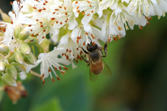 Bee on Sugartina plant