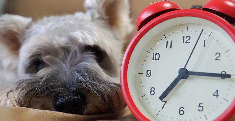 dog by clock