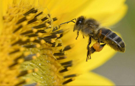 France bans flupyradifurone and sulfoxaflor as they harm bees