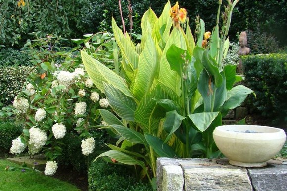 Bengal Tiger Canna Lily with hydrangeas