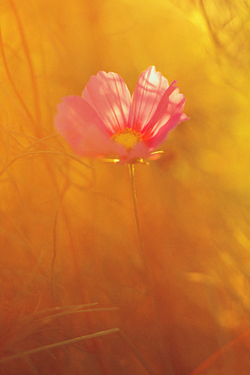A single pink flower against a background of misty yellow and orange