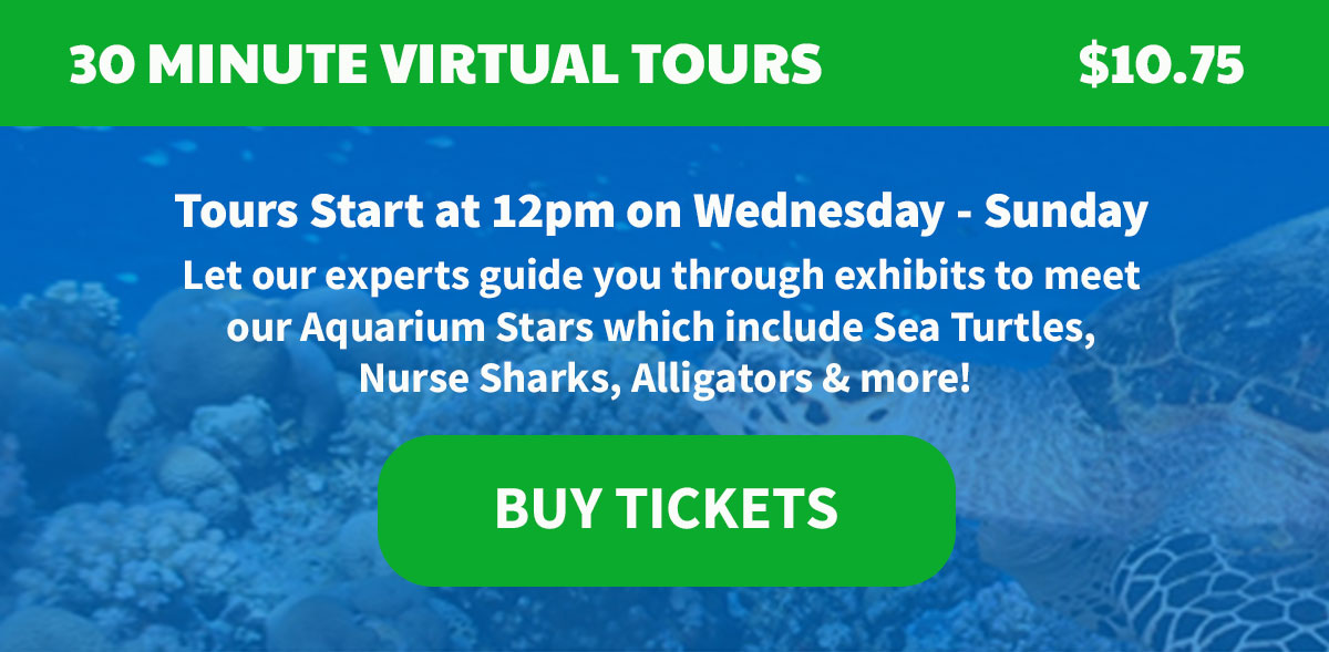 Key West Aquarium Virtual Tours