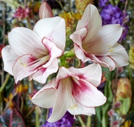 THE AMARYLLIS IS OUR FINAL STAR ON THE FLOWER AGENDA