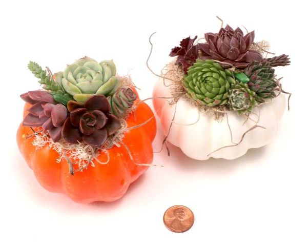 MCG Creations Succulent Topped Mini Pumpkins