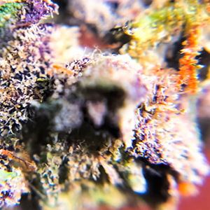 Close-up Marijuana