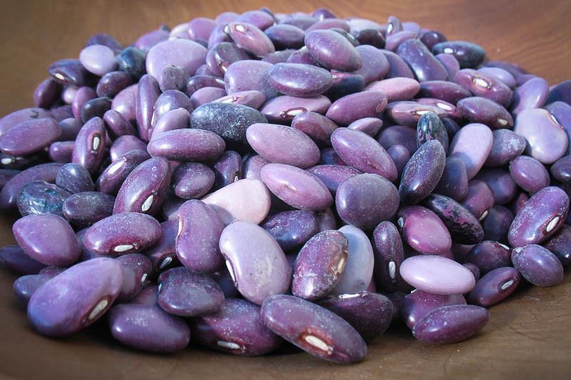Image of Ayocote Morado Bean