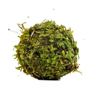 Floating Christmas Moss Ball