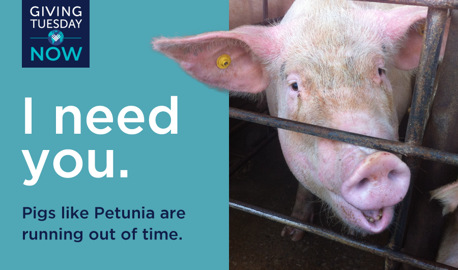 Pigs like Petunia are running out of time
