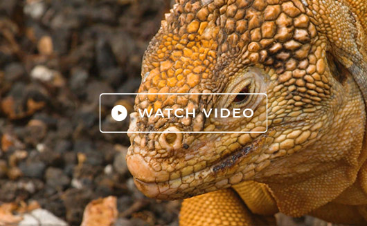 Galapagos Wildlife Video