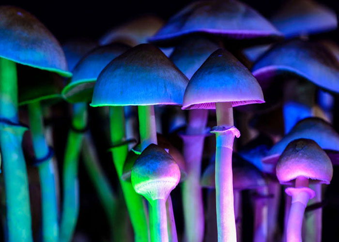 Magic mindfulness mushrooms | IFL Science