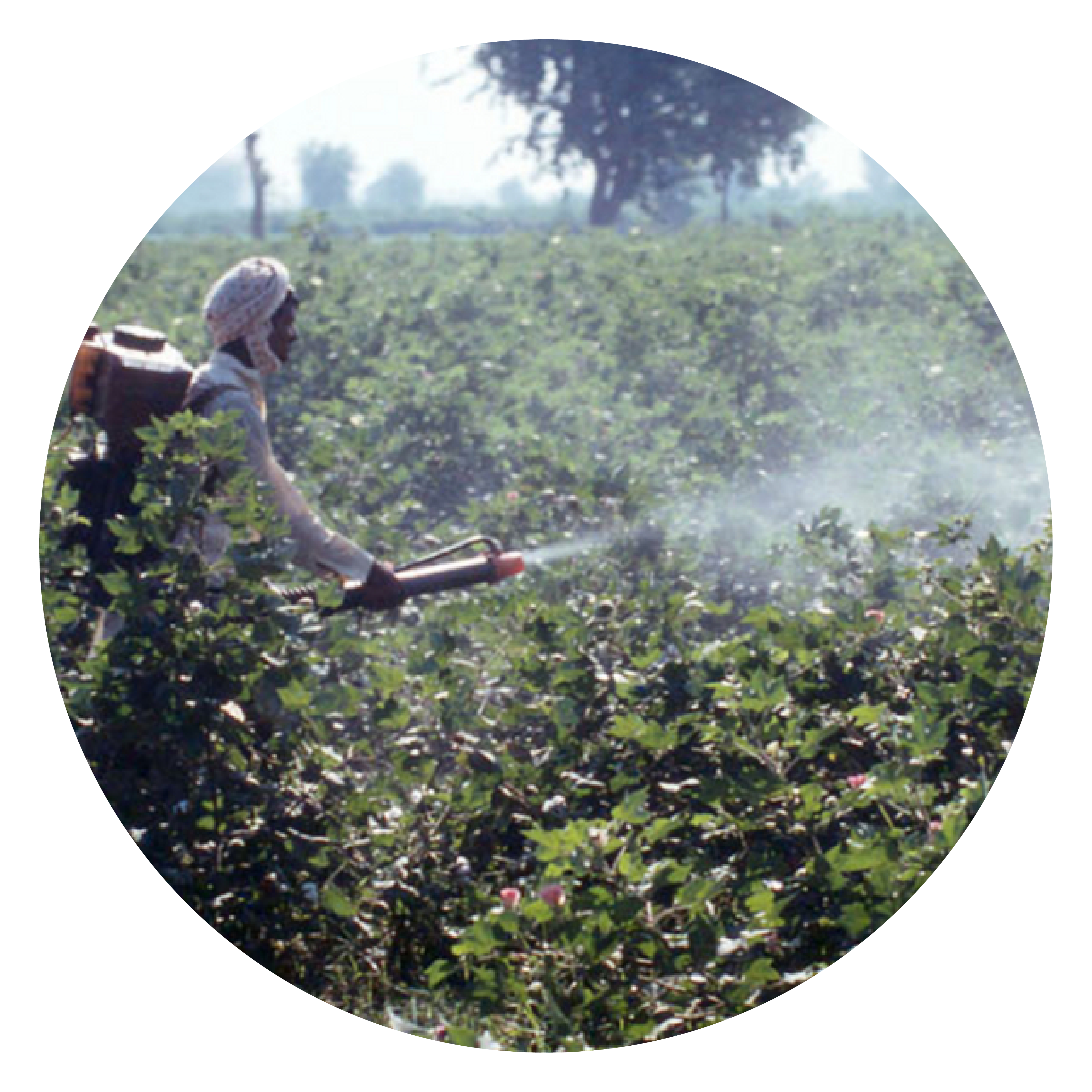 Pesticides spray on cotton