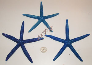 Blue Pencil Starfish