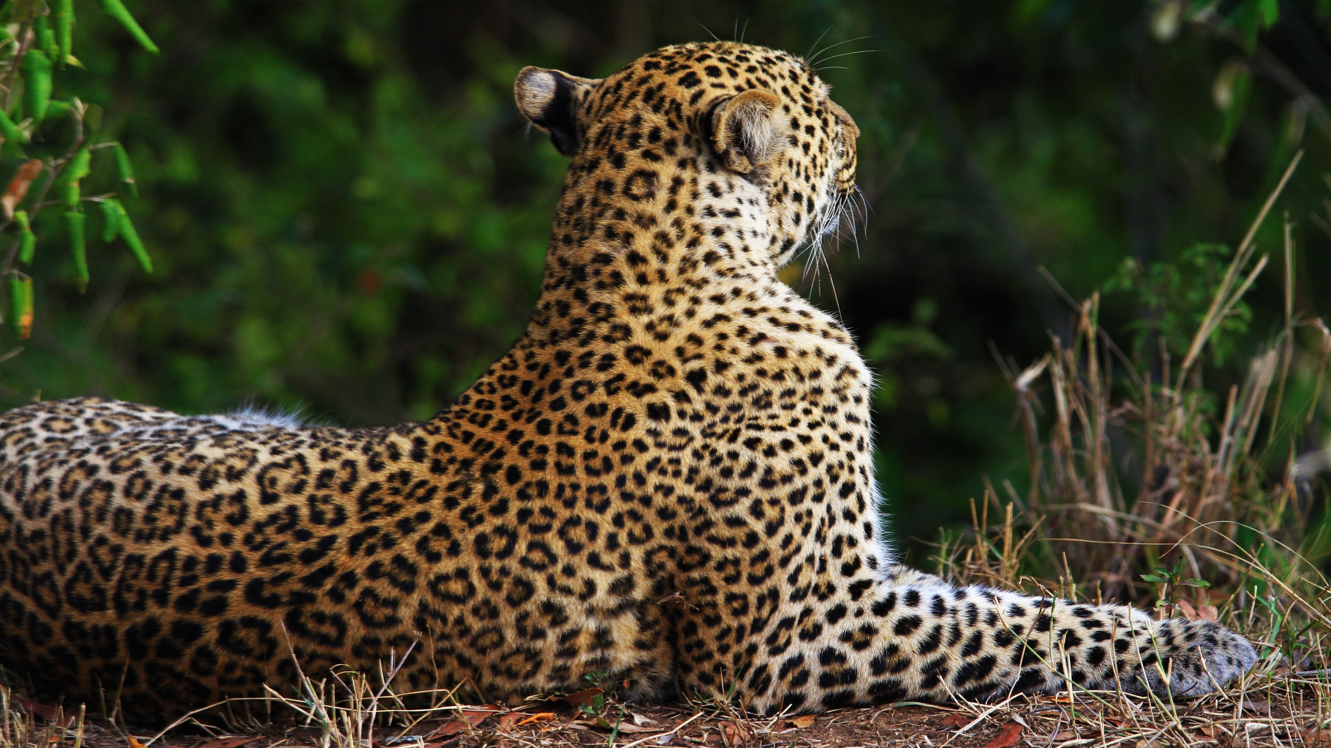 A Proud Jaguar