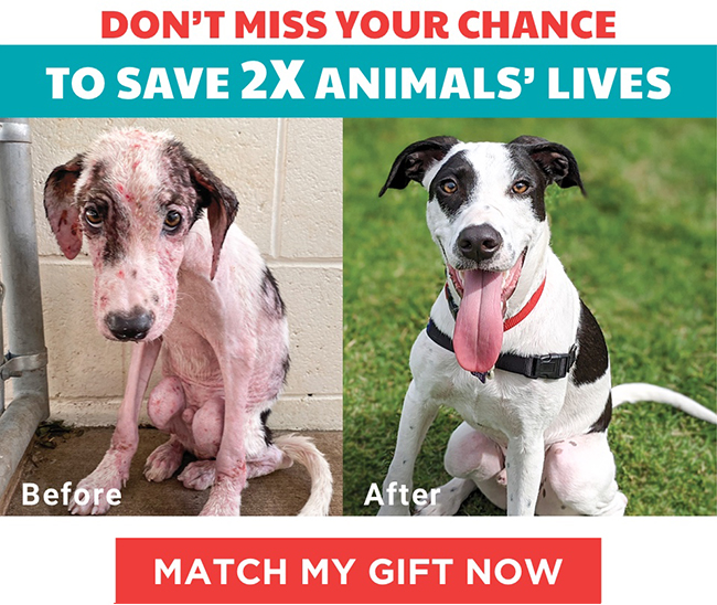 DON''T MISS YOUR CHANCE TO SAVE 2X ANIMALS'' LIVES. MATCH MY GIFT NOW