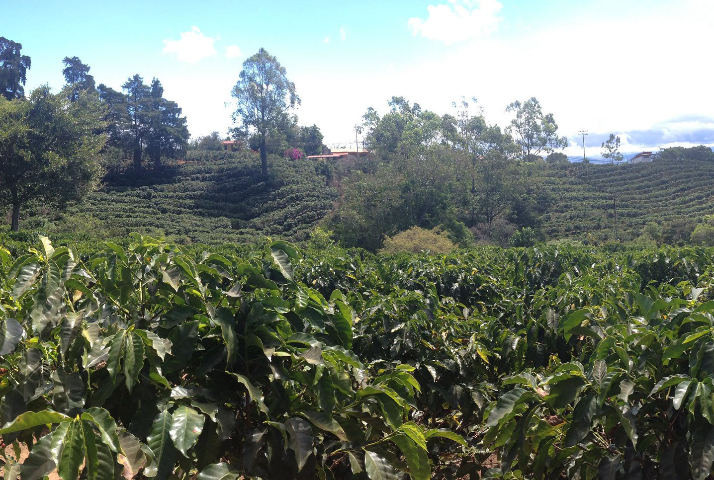 Costa Rican Coffee