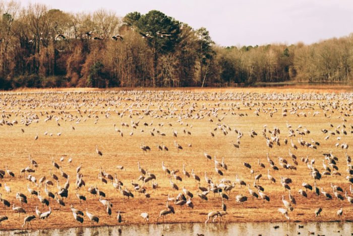Thousands Of Sandhill Cranes Invade Wheeler National Wildlife Refuge In Alabama Every Winter And It''s A Sight To Be Seen