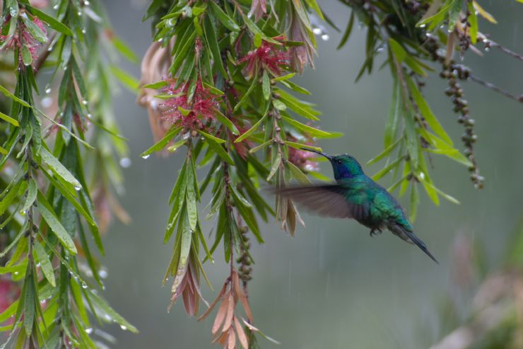 Costa Rica''s 8 Most Beautiful Birds