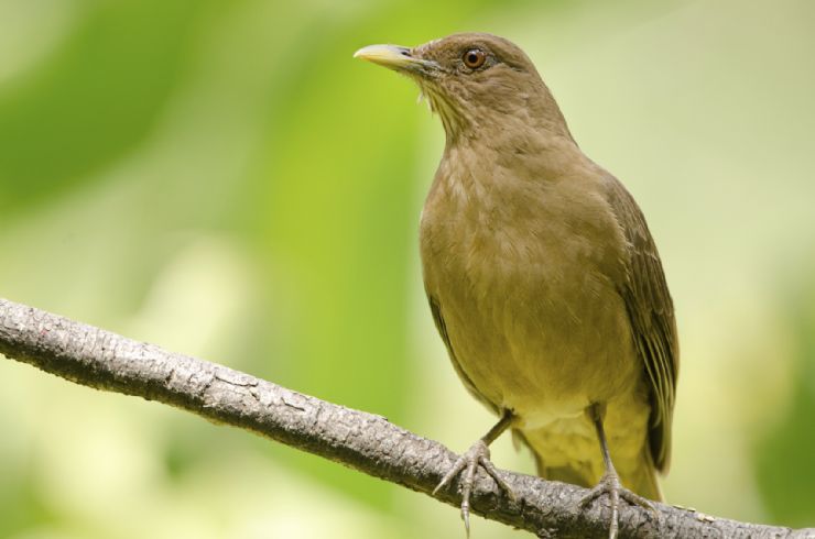 Top 5 Spots in Costa Rica for Bird Watchers