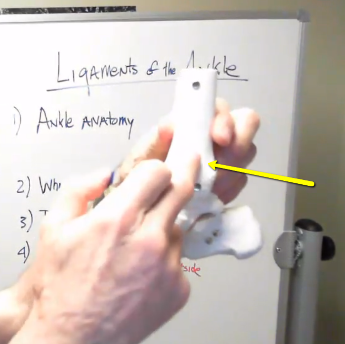 Ligaments of the Ankle - A Tutorial with Dr. Schultz (VLOG)