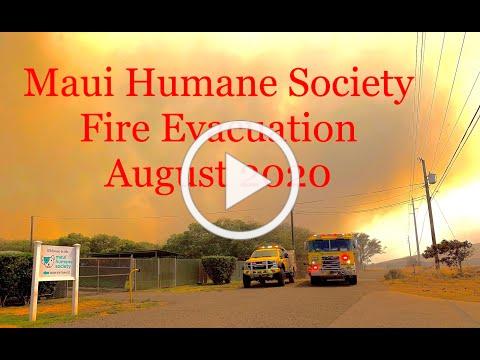 Maui Humane Society Fire Evacuation August 30, 2020