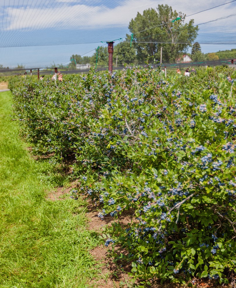 Raintree Blueberry Patch (6 Plants)