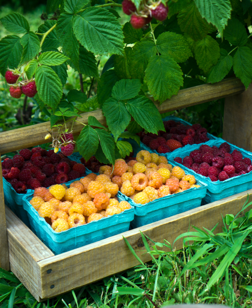 Raintree's Raspberry Package (15 plants)