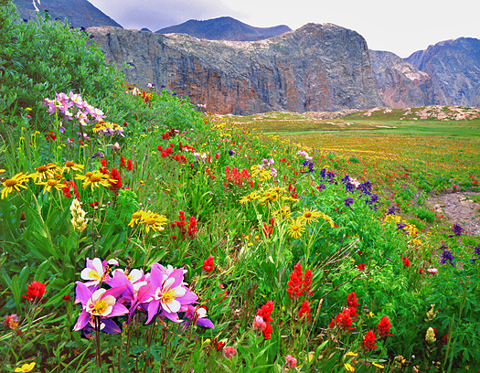 Colorado Trail Columbine - Weminuche Wilderness, San Juan Mountains by John Fielder