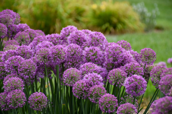 Purple allium flowers
