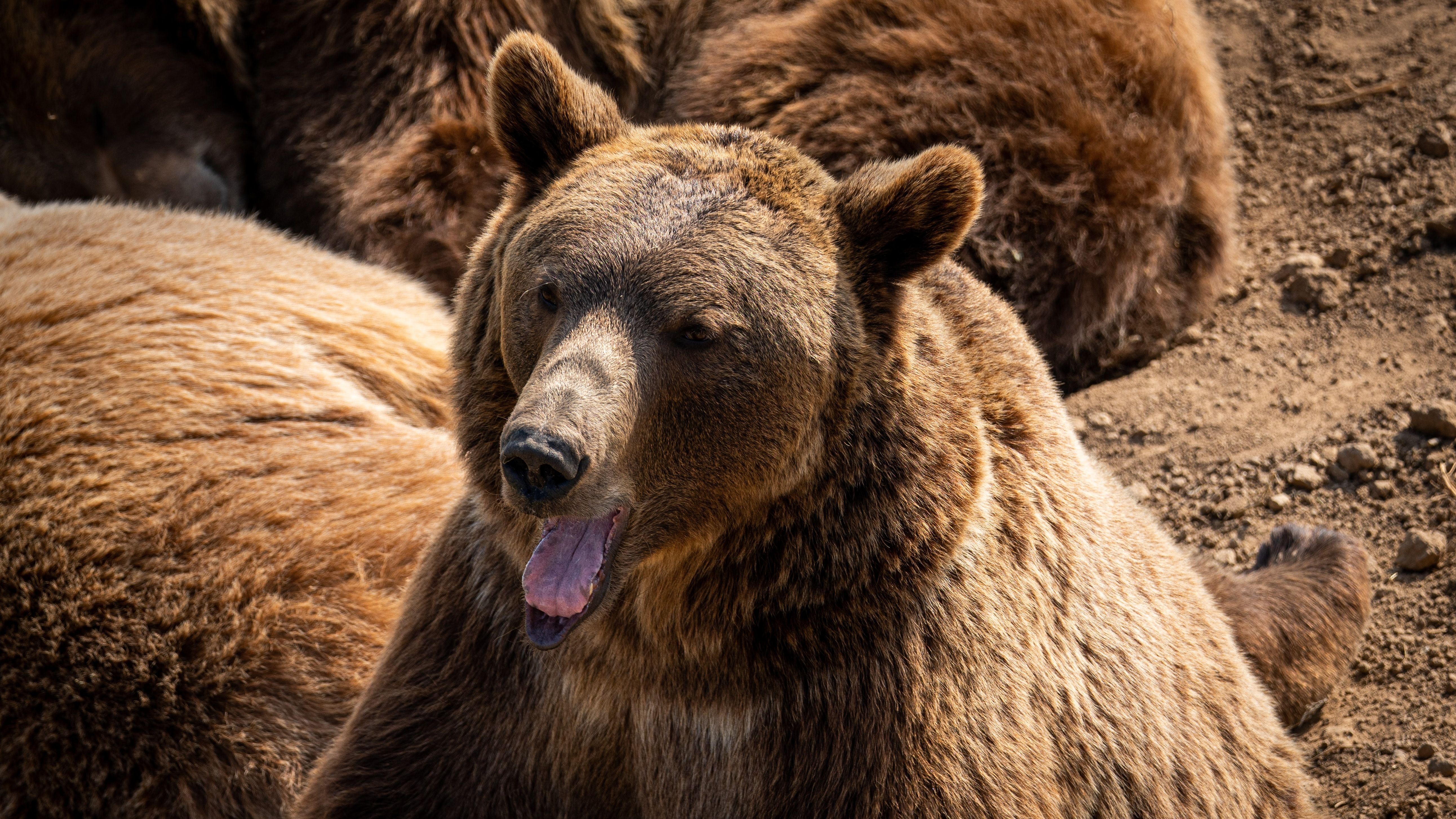 https://www.theverge.com/2020/10/6/21504751/fat-bear-week-champion-winner-2020-katmai-national-park?name=&_ke=