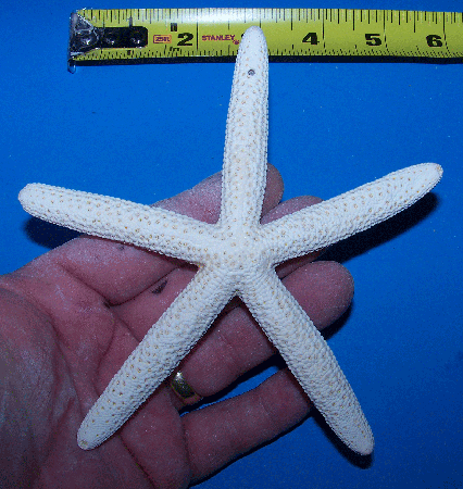 White Pencil Starfish