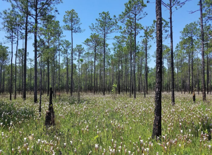 Everyone Should Explore This Beautiful Bog Preserve In Alabama At Least Once