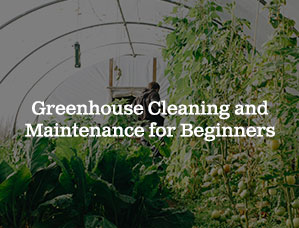 Greenhouse Cleaning and Maintenance for Beginners