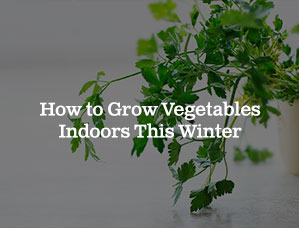 How to Grow Vegetables Indoors This Winter