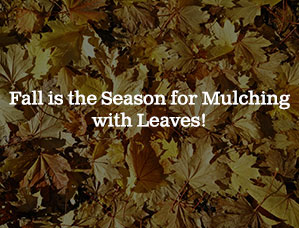 Fall is the Season for Mulching with Leaves