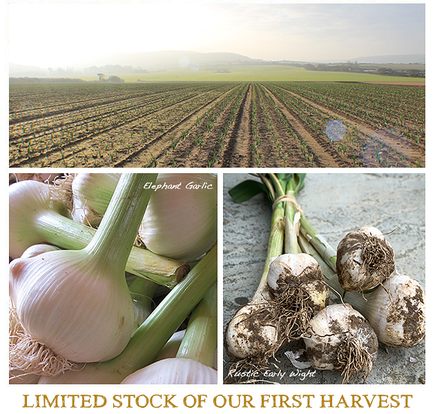 https://www.thegarlicfarm.co.uk/buy/garlic-for-eating?utm_source=Email_Newsletter&utm_medium=Retail&utm_campaign=CV_Jun20_1