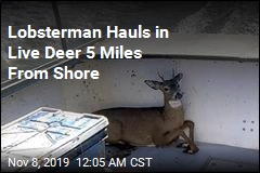 Lobsterman Hauls in Live Deer 5 Miles From Shore