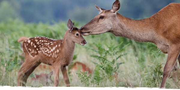 A very young red deer stands in a field, nuzzled by its mother