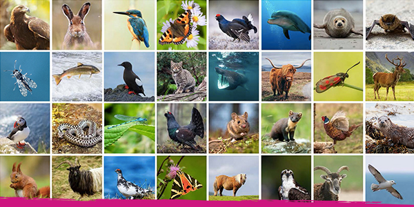 A grid showing the 32 animals competing in the Scottish Animal World Cup