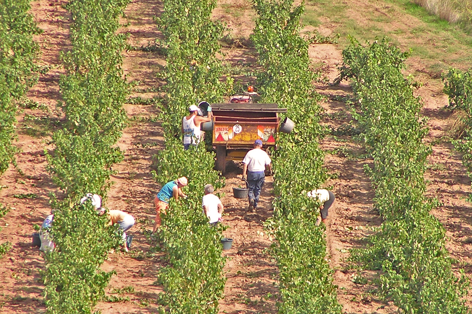 Grape pickers in France
