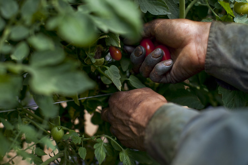 A migrant worker picks tomatoes in Virginia