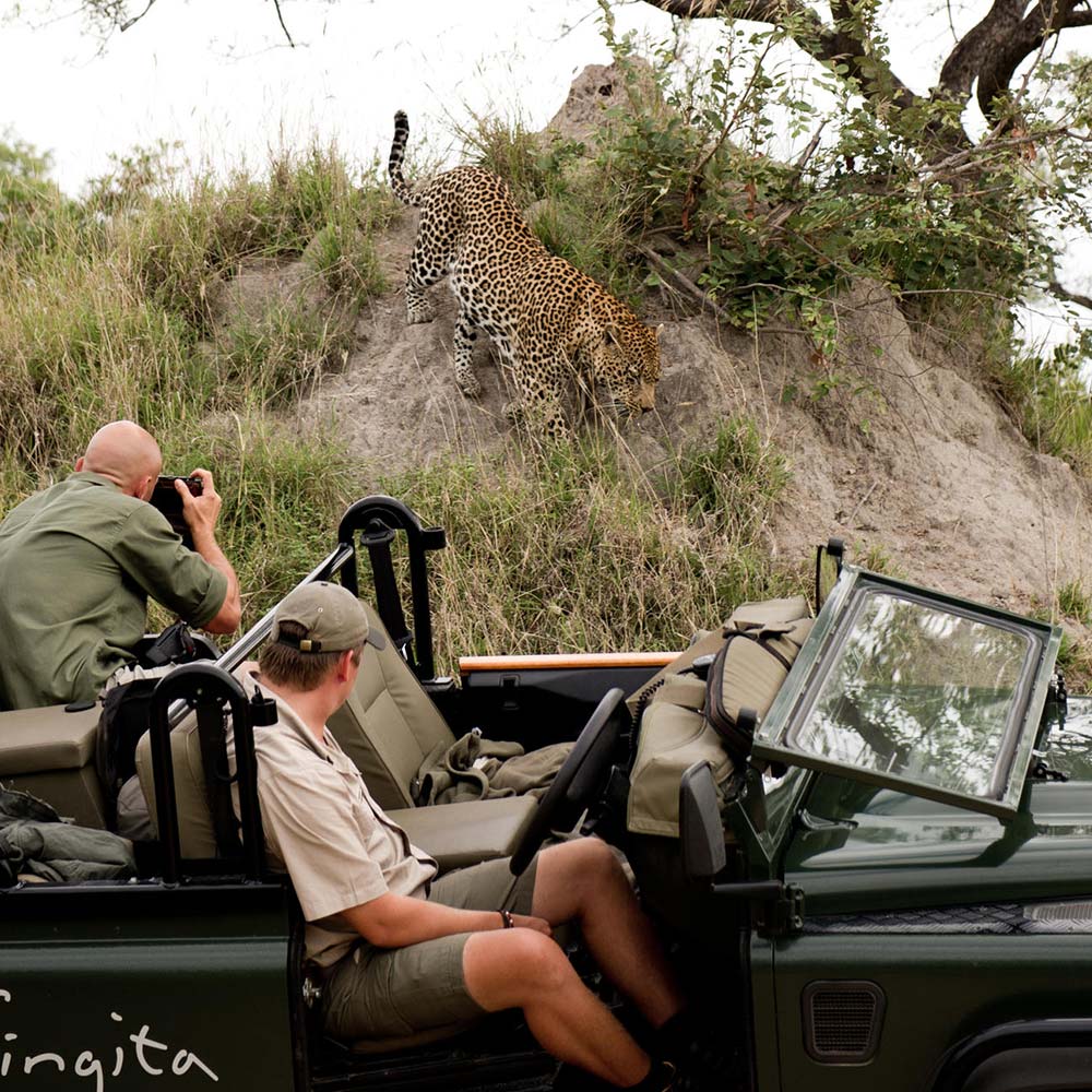 Up-close Leopard Encounter