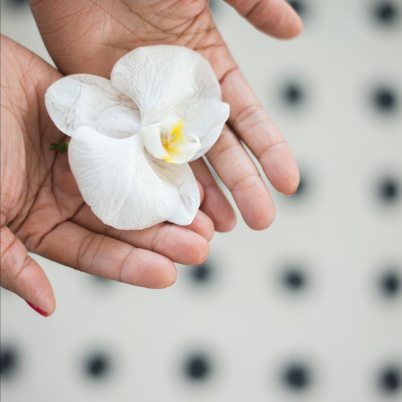 hands holding white orchid bloom