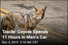 'Docile' Coyote Spends 11 Hours in Man's Car