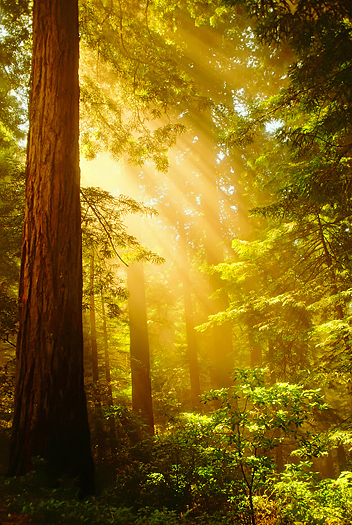 Inspiring Redwoods - Shafts of sunlight bursting through the misty Redwoods