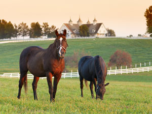 Horse Country, Lexington