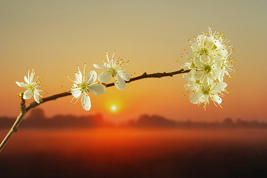 Close-up of white mirabelle flower against sun at sunset