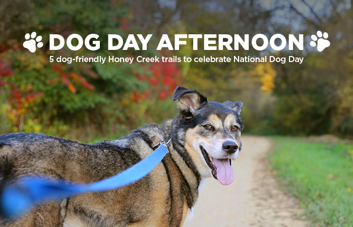 Dog Day Afternoon | 5 dog-friendly Honey Creek trails to celebrate National Dog Day