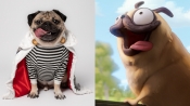 Doug the Pug Boards Lord and Millers' 'Connected'