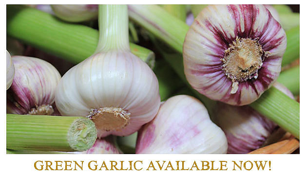 https://www.thegarlicfarm.co.uk/product/green-garlic-medium-bulbs?utm_source=Email_Newsletter&utm_medium=Retail&utm_campaign=CV_May20_4